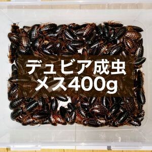 デュビア 成虫♀ 400g＋死着保証10% 送料無料