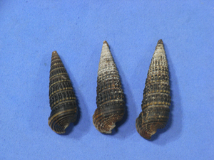 貝の標本 Cerithidea cingulata set 3.台湾