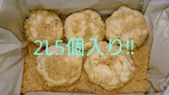 越冬美味しいゆり根人気の2Lサイズ5個入り❗️