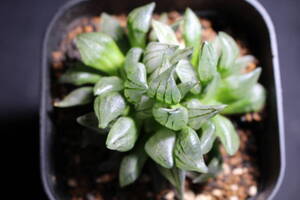 Haworthia /アトロフスカミュータント 　ハオルチア　管理165