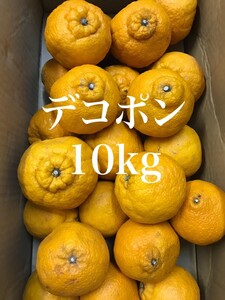 【熊本県産】不知火みかん デコポン 家庭用 訳アリ品 約10kg【東北北海道地方への発送不可】