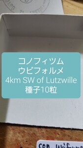 コノフィツム　ウビフォルメ, 4km SW of Lutzwille 種子10粒