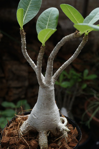 　Adenium arabicum (管理番号：ar6）アデニウム　アラビカム