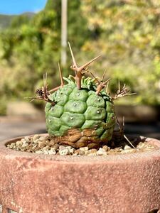 群星冠 ユーフォルビア Euphorbia stellispina ユーホルビア ステリスピナ 多肉植物 