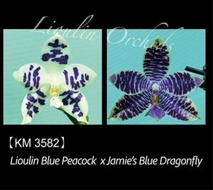 (^。 ^)(T1) 新入荷,Phal. (Lioulin Blue Peacock x Jamies Blue Dragonfly),花芽