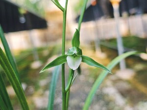 ●中国杭州寒蘭「山採り（青花素心）」 118-621 ● 春蘭 寒蘭 東洋蘭 万年青 蘭 富貴 長生 山野草 セッコク 中国 寒蘭