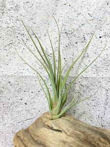 【Frontier Plants】【現品】チランジア・ボッテリー×カプトメデューサ T. botterii x caput-medusae【A】 エアプランツ　ブロメリア