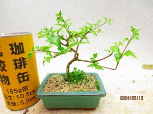 [讃岐屋緑兵衛] ニオイカエデ (5878翠釉長方鉢)全高：12㎝【小型送料】※同梱包は「まとめて取引」手続厳守※送料明記＊説明必読