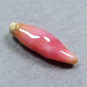 コンクパール(conch pearl) ルース(0.74ct)