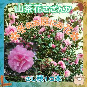 Y山茶花10本②挿し穂(根なし)◆(サザンカ)濃いピンク★花10-4月　盆栽