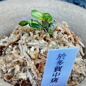 長生蘭　富貴蘭　作上がり【於多賀中斑】セッコク　斑入り山野草《富貴蘭を楽しんで》