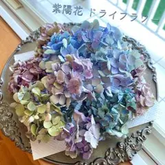 紫陽花 くすみ系 ライムピンク パープル ブルー 小房 ドライフラワー