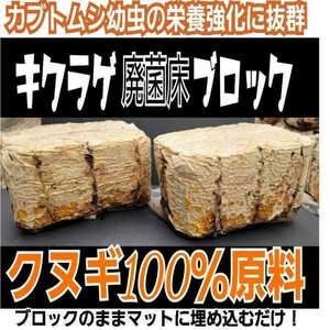 カブトムシ幼虫の栄養強化に抜群！キクラゲ菌床ブロック　マットに埋め込むだけで幼虫が潜り込みモリモリ食べます！　クワガタ産卵床にも