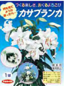 カサブランカ ユリ １球 球根 特大球 サカタのタネ パッケージなし 郵便は送料無料