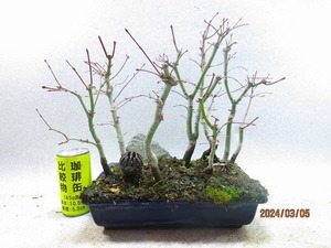 【SALE】[讃岐屋緑兵衛]モミジ 寄植(3475)全高：34㎝※同梱包は「まとめて取引」手続厳守※送料明記