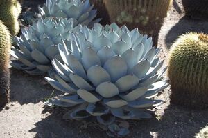 Agave parryi subsp. parryi アガベ パリー 種子 20粒