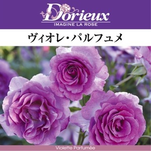 送料無料　ヴィオレ パルフュメ　新苗4号鉢　　鉢植え バラ 薔薇 ドリュ フレンチローズ ヴィオレパルフュメ バイオレパルフュメ