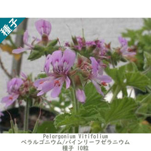 種子 種 Pelargonium Vitifolium ペラルゴニウム バインリーフゼラニウム 南アフリカ 原種ゼラニウム 種子　10粒