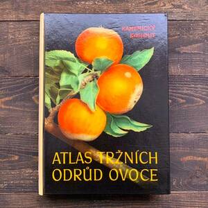 チェコの古い果物の図鑑(ATLAS TRZNICH ODRUD OVOCE 1958年)/アンティーク ヴィンテージ ヨーロッパ 果物画 ボタニカルアート 雰囲気◎/