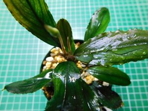 ◎3194TN203　 (自家栽培）水草　ブセファランドラ　Bucephalandra sp. SWシンタン