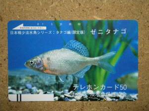 doub・330-5129 淡水魚保護協会 ゼニタナゴ 魚 テレカ