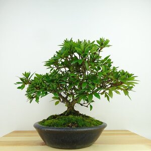 盆栽 皐月 水郷乙女 樹高 約21cm さつき Rhododendron indicum サツキ ツツジ科 常緑樹 観賞用 現品