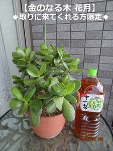 M238★花月 金のなる木 鉢ごと(全高約48cm)
