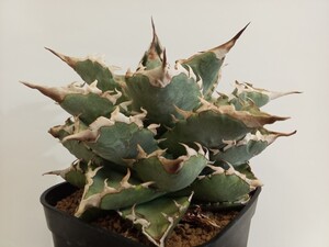 アガベ Agave イタリア オテロイ italian oteroi 発根済　良型　強刺 チタノタ titanota