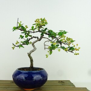 盆栽 ピラカンサ 樹高 約17cm Pyracantha 実 オレンジ バラ科 常緑樹 観賞用 小品 現品