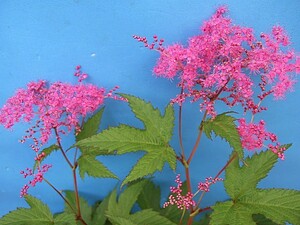 ●山野草 京鹿の子 赤 キョウカノコ 茶花 バラ科● 