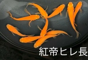 メダカ「紅帝ヒレ長(こうていヒレなが)」の卵４０個