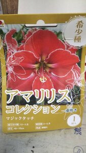 ３袋以上でクーポン割引 アマリリス マジックタッチ １袋 球根 タキイ 郵便は送料無料 フレッシャーズ 希少