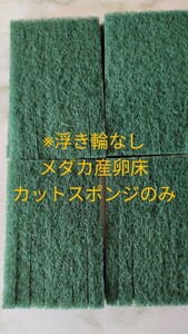 メダカ産卵床　カットスポンジのみ　２４個