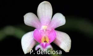 (^。 ^)(416) Phal. deliciosa x sib