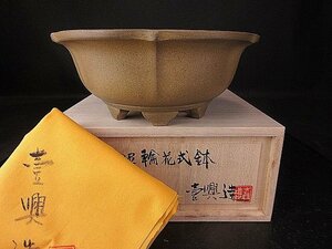 【盆栽 樂屋】◆渡辺壱興 白泥輪花式鉢 A97 (幅、15.9㎝)(人気作家)(共箱、共布)(窯出し品)(未使用品)(希少白泥壱興造)◆6/7