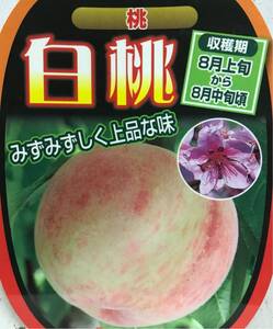 白桃(Peach)モモ苗木