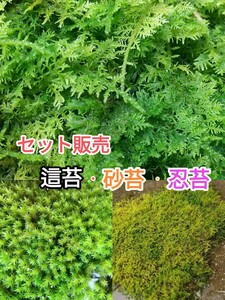 【セット販売】這苔・砂苔・忍苔　各10×10cmサイズ