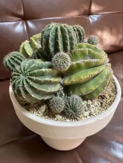 ♧ Hybrid Echinopsis Cacti ♧ エキノプシス交配種　♧