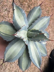 【農園直送】アガベ パリー　ホーチエンシス　極上斑　斑入り　吉祥天錦　Agave parryi f.variegata 特選優良強棘株　全写真現品