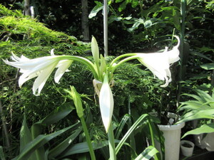 ハマユウ 花終わりました 白花球根 ○○ 肥大・強健・繁殖力旺盛地植か大鉢植込 清楚白花楽しみに肥培努めてください 着払い 引取可