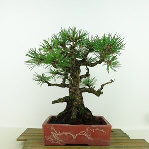 盆栽 松 黒松 樹高 約23cm くろまつ Pinus thunbergii クロマツ マツ科 常緑針葉樹 観賞用 現品