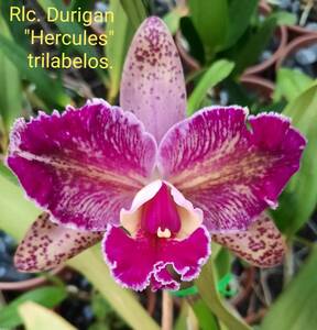 Rlc. Durigan 