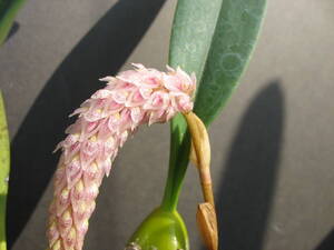 Bulb. lilacinum B 花目つき