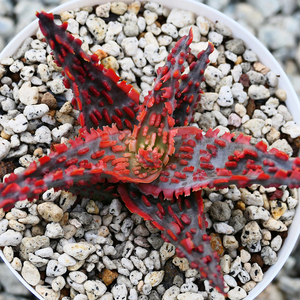 Aloe hybrid Lava TCT アロエ ハイブリッド ラヴァ 多肉植物