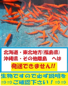 大姉　100匹　大姉金　金魚　餌金　エサ金　アネ