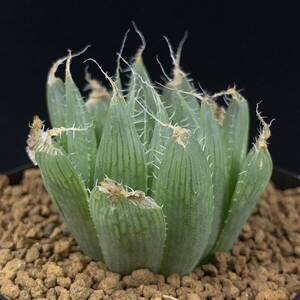 《PW》ハオルチア“H.aff. hogsia n.n.”多肉植物