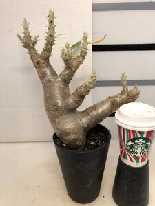 5187 「塊根植物」パキポディウム エニグマティクム大 植え【発根・Pachypodium enigmaticum・多肉植物】