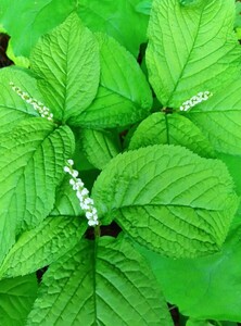 ■山野草■ 二人静　フタリシズカ ■ 5本 ■鉢・庭植え等