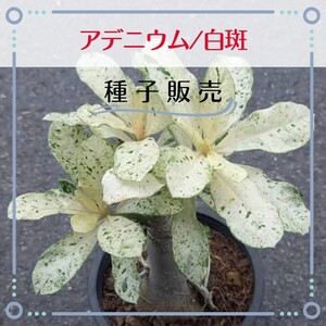 追跡番号付【種子販売】アデニウム/白斑*種子2粒