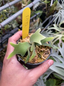 P.willinckii 